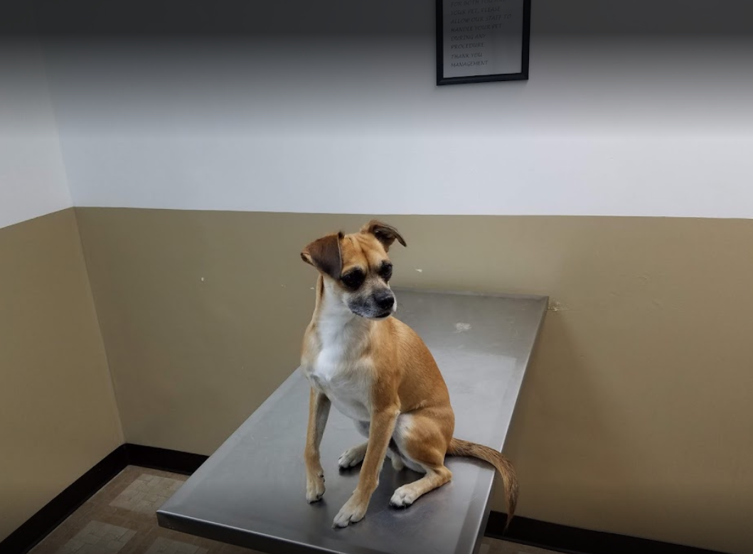 Dog at vet