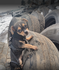 Playful climbing dog